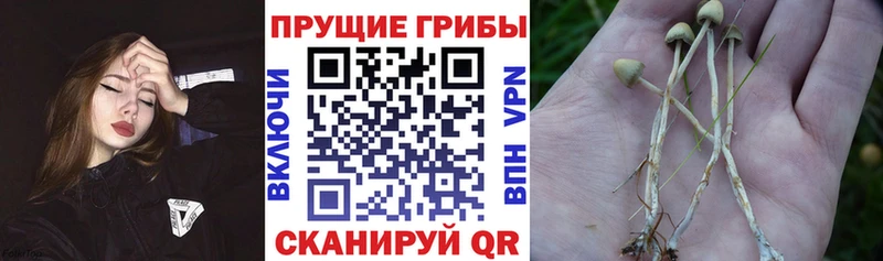 Псилоцибиновые грибы мухоморы  Новотитаровская 
